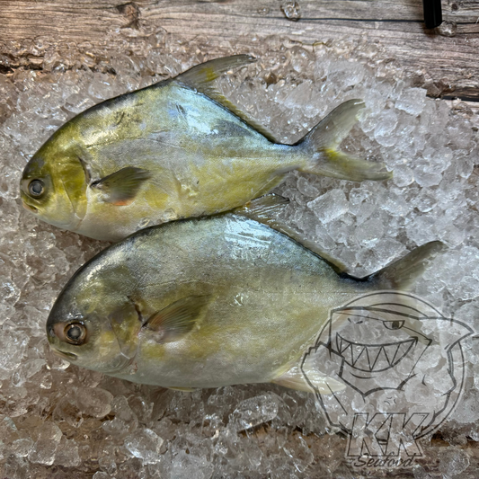 Golden Pomfret Whole Fish Cleaned and Gutted (500g -700g)