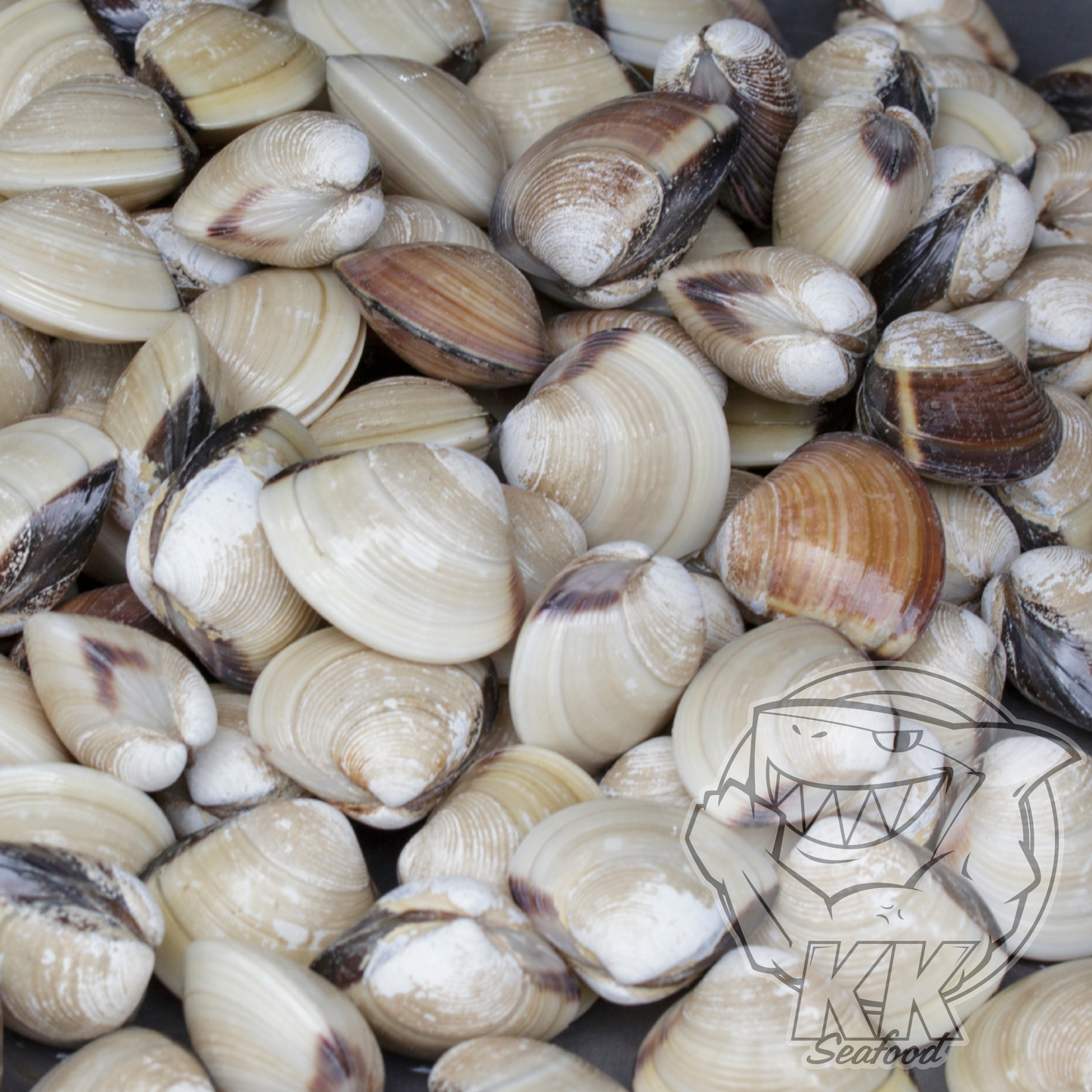 White Clam