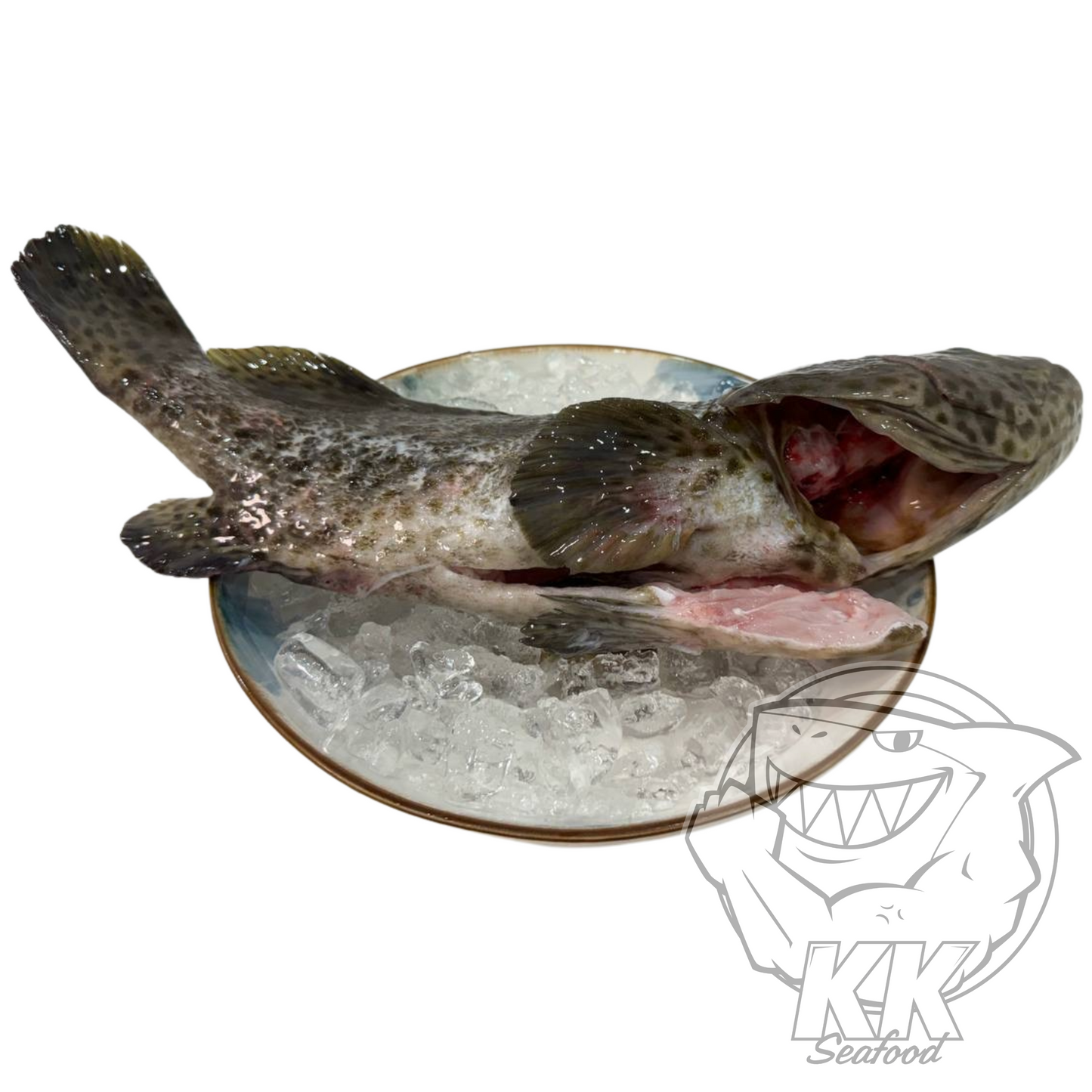 Black Grouper (Back garoupa) Whole Fish Cleaned and Gutted (800g - 1kg)