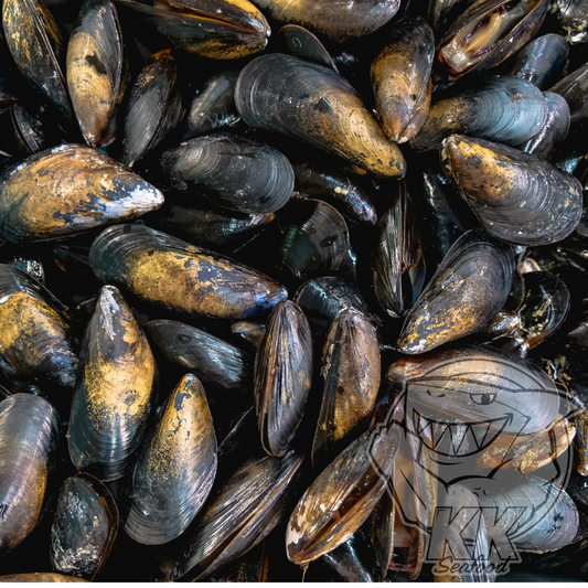 Black Mussels