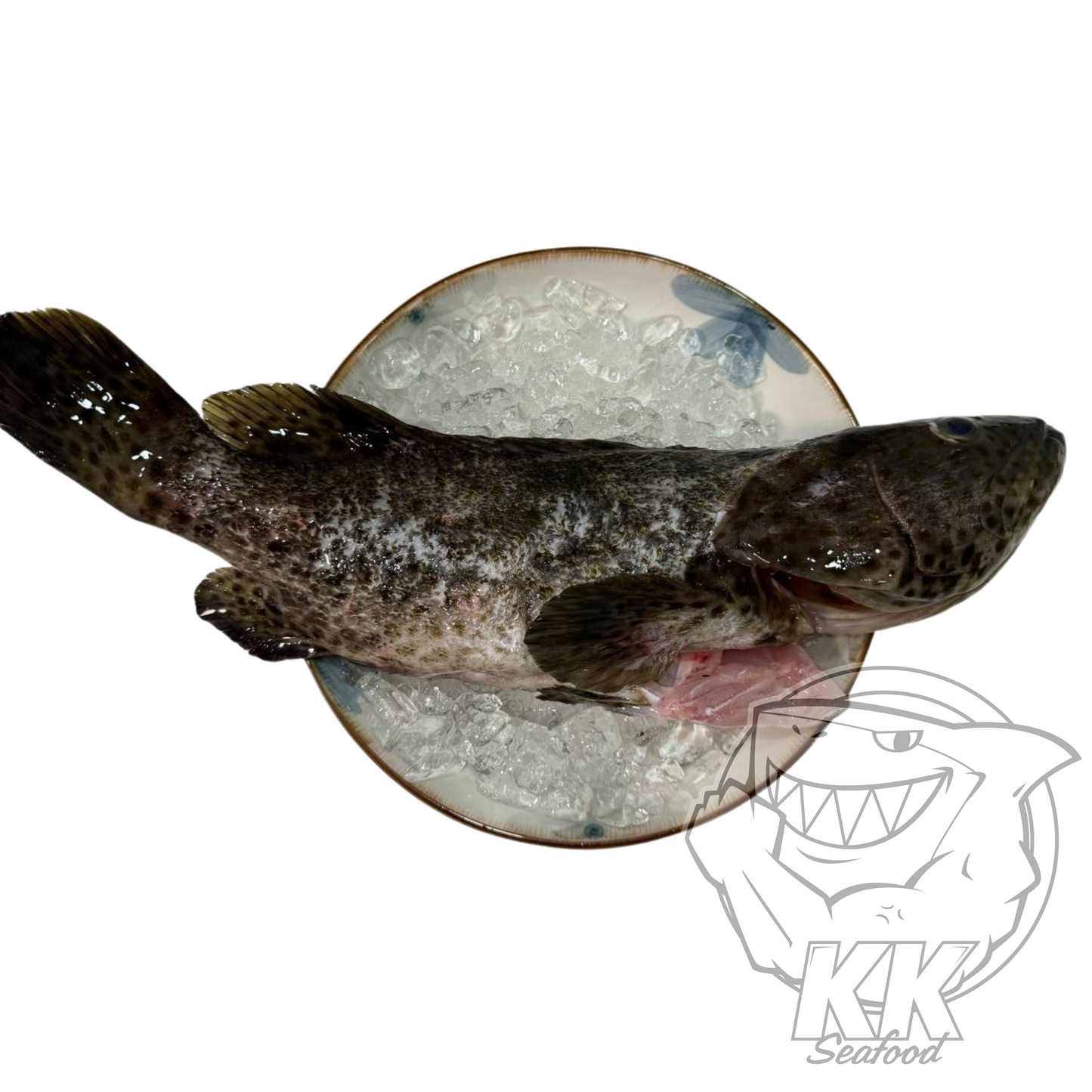 Black Grouper (Back garoupa) Whole Fish Cleaned and Gutted (800g - 1kg)