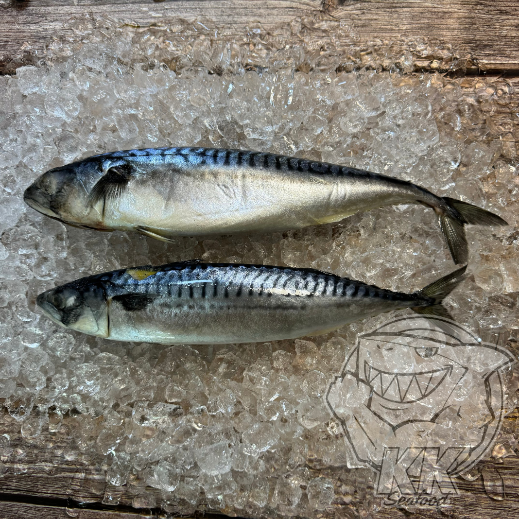 Saba Mackerel Fish