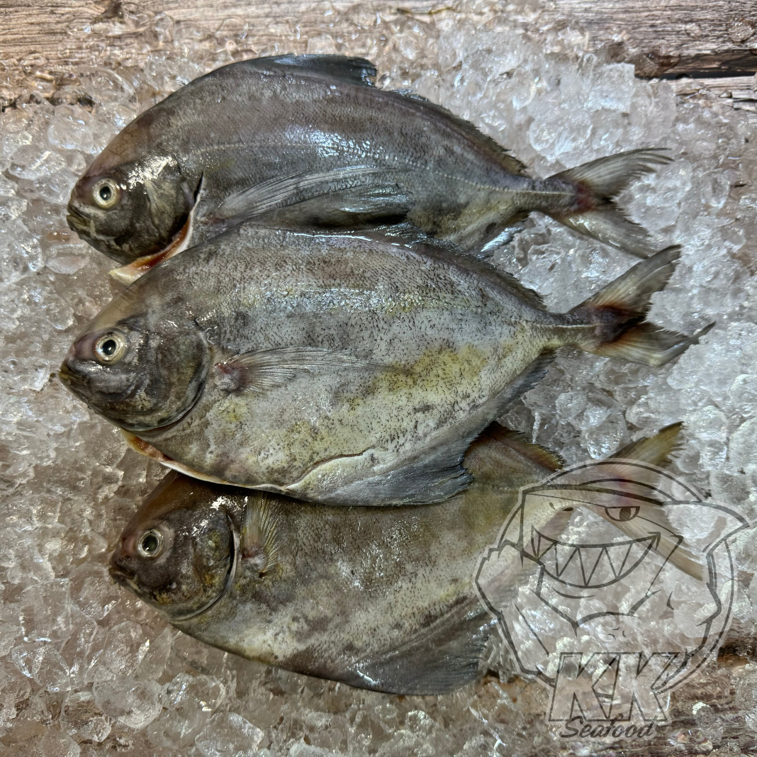 Black Pomfret Whole Fish Cleaned and Gutted (450g -500g)