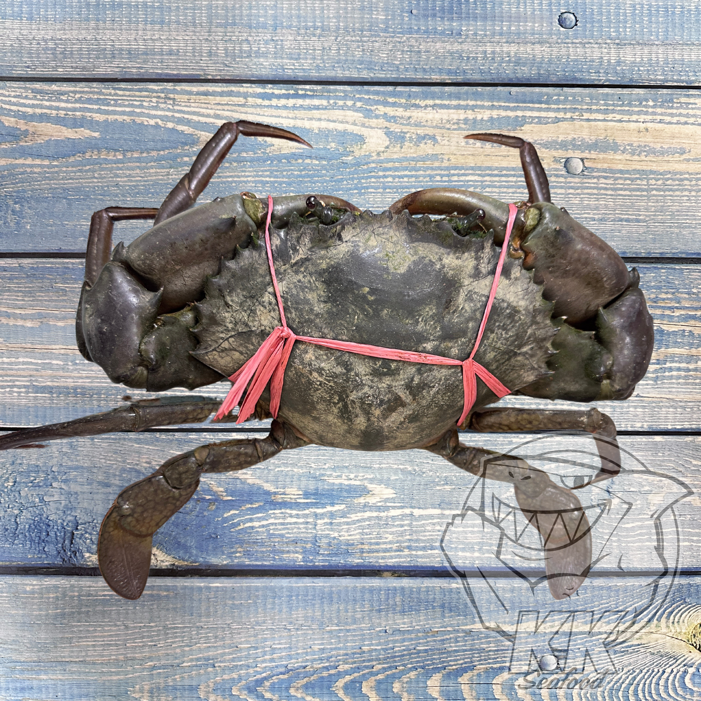Premium Live Indonesia Meaty Mud Crab