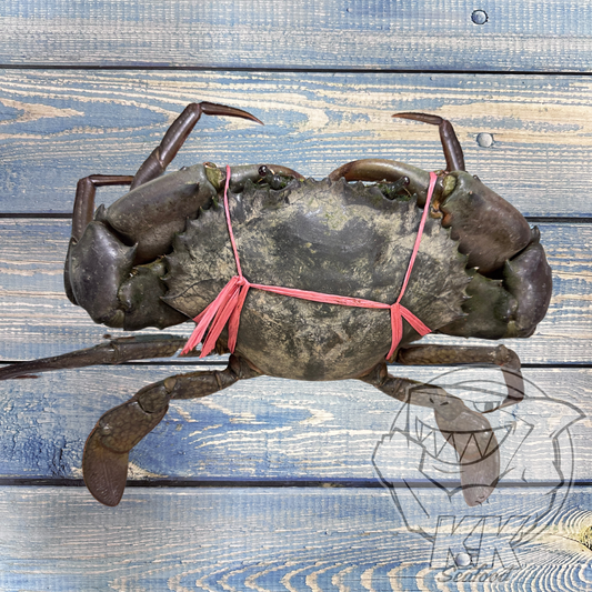 Premium Live Indonesia Meaty Mud Crab