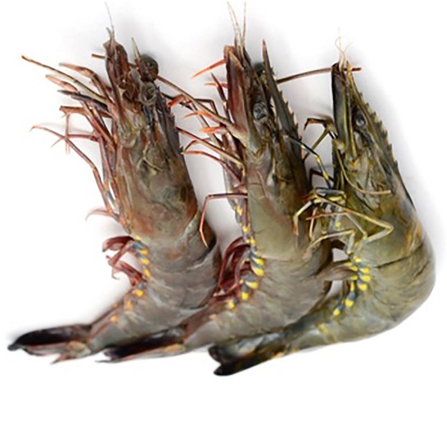 Prawn