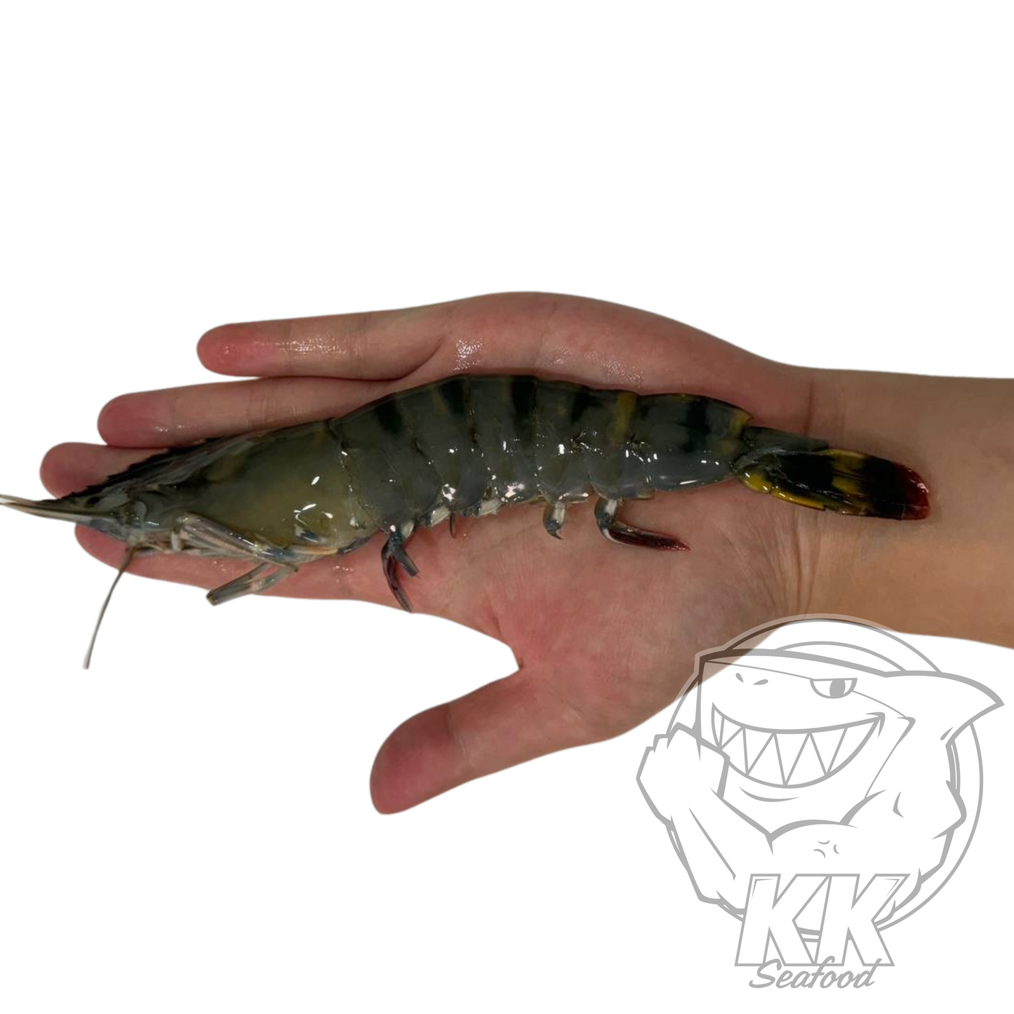 [BUNDLE] Big Live Tiger Prawn