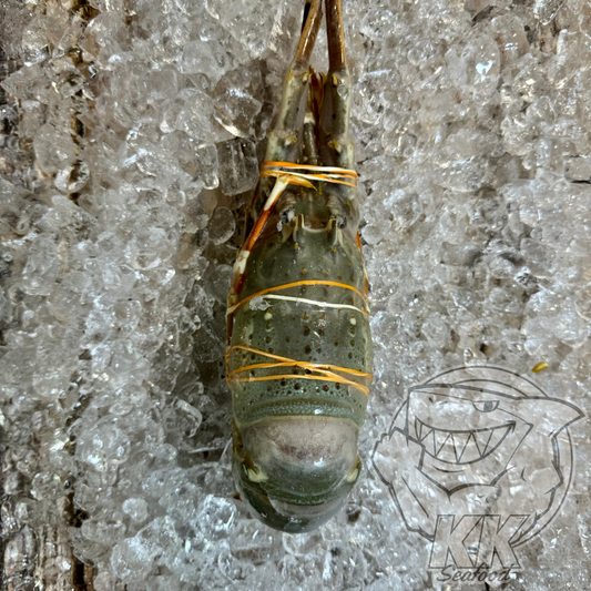 Local Lobster