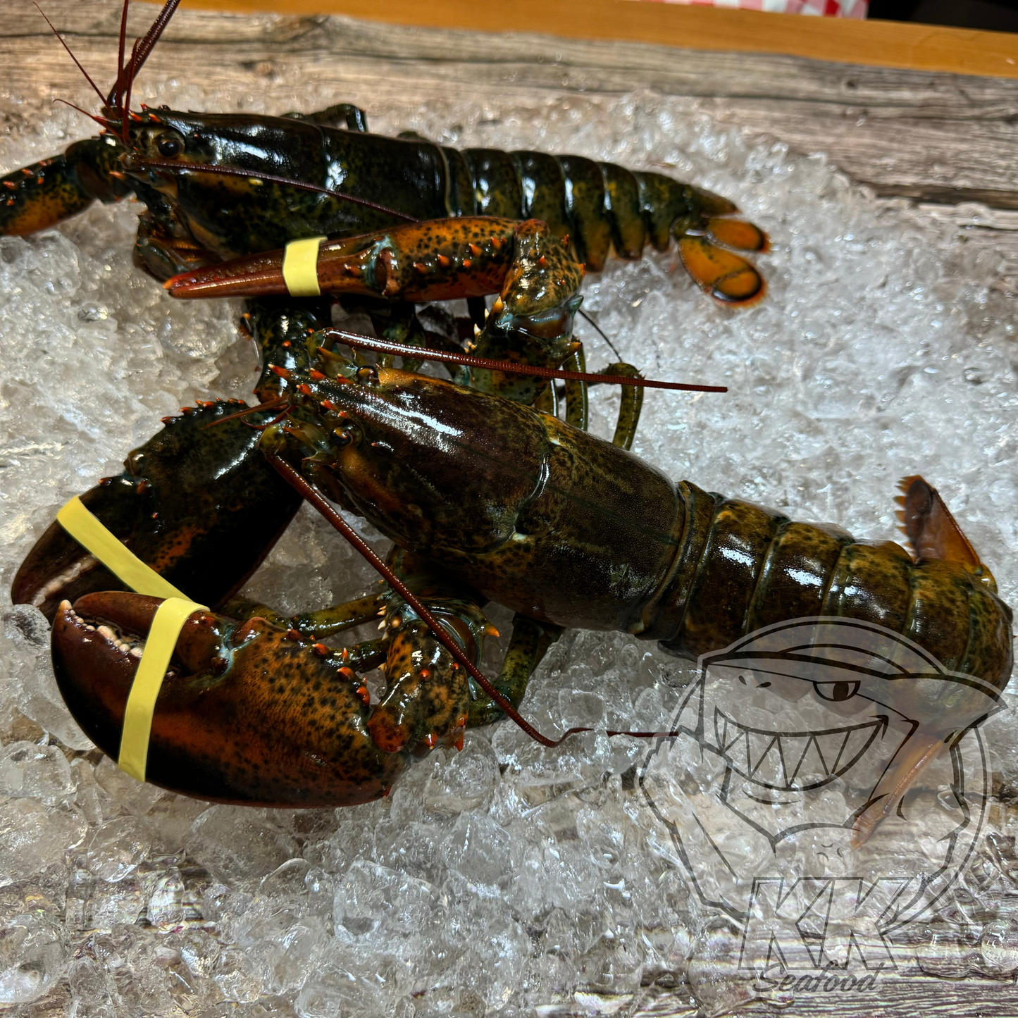 [BUNDLE] Live Boston Lobster (600~650grams per piece)