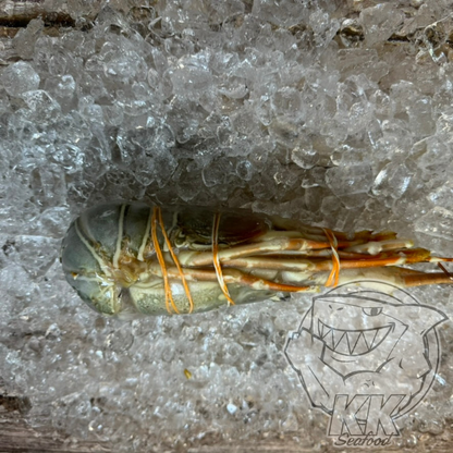 Local Lobster